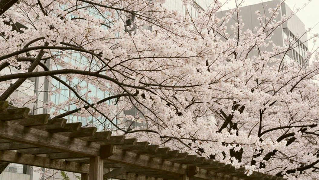 Đổi người giữa chu kỳ vàng: Poomsae Việt Nam và dấu lặng mang tên Chuncheon